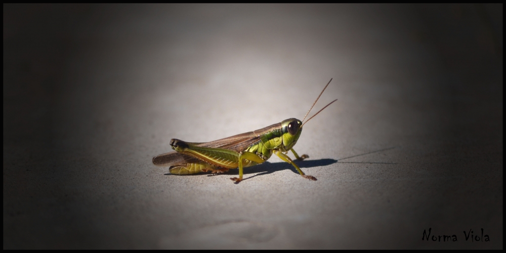 "Pequeo insecto" de Norma Elisa Viola