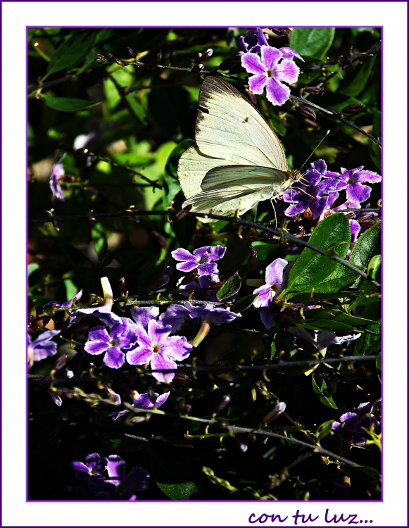 "...con tu luz..." de Claudia Rios