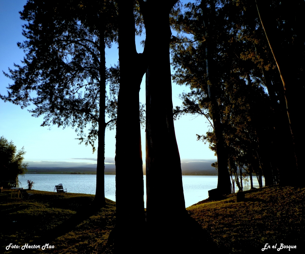 "En el Bosque" de Hector Mao