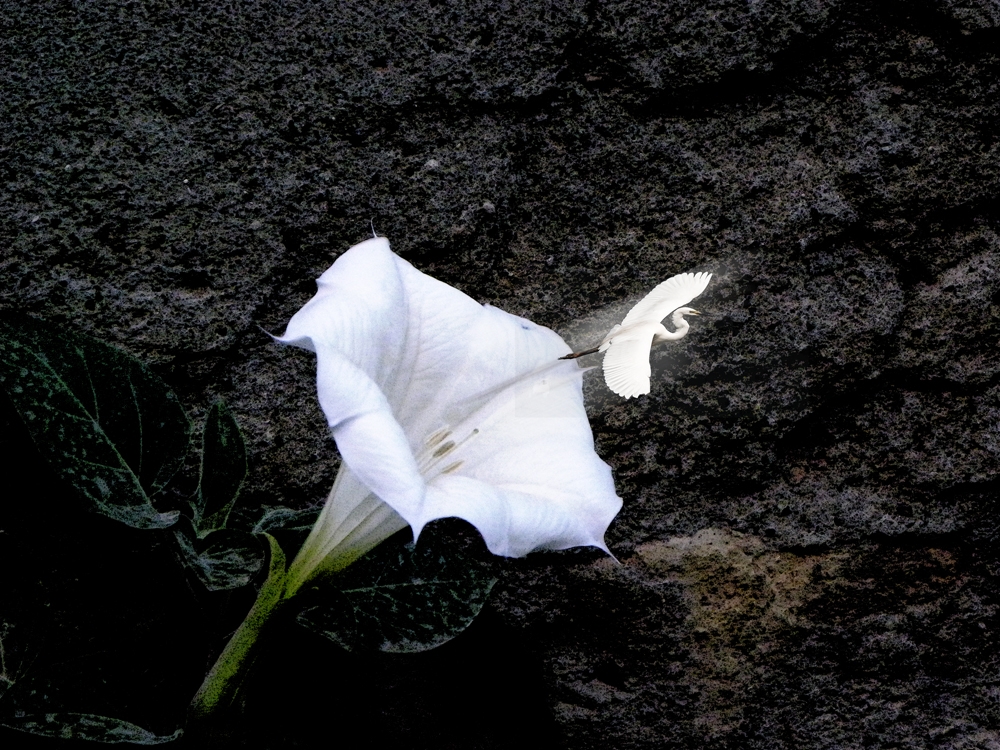 "El sueo de la flor" de Ricardo Cascio