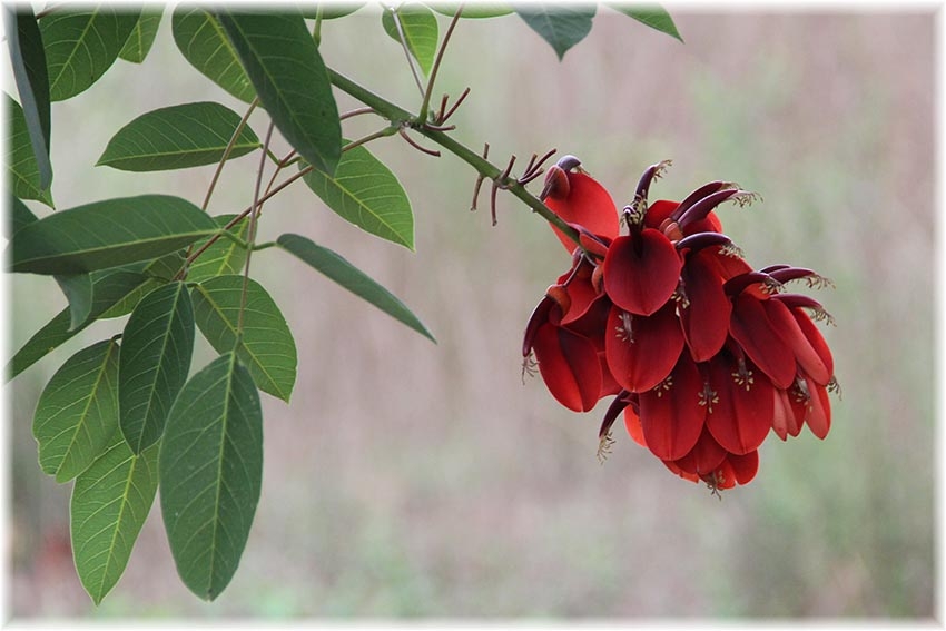 "flor de seibo" de Vernica Dana