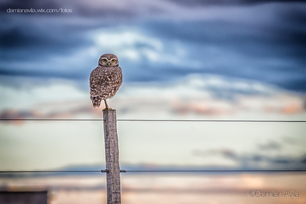 "Equilibrista" de Damin Avila