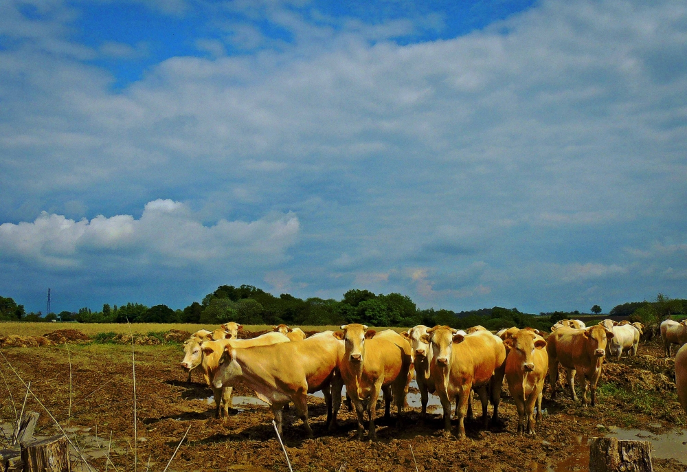 "Las Blonde d`Aquitaine`" de Ricardo Lagrange