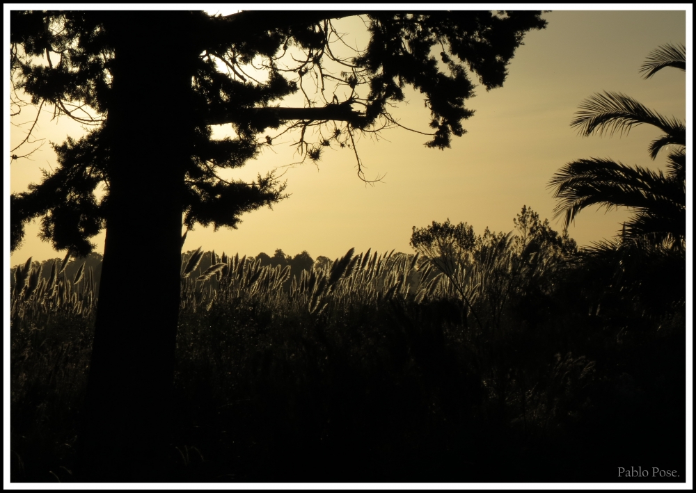 "Atardecer campestre." de Pablo Pose