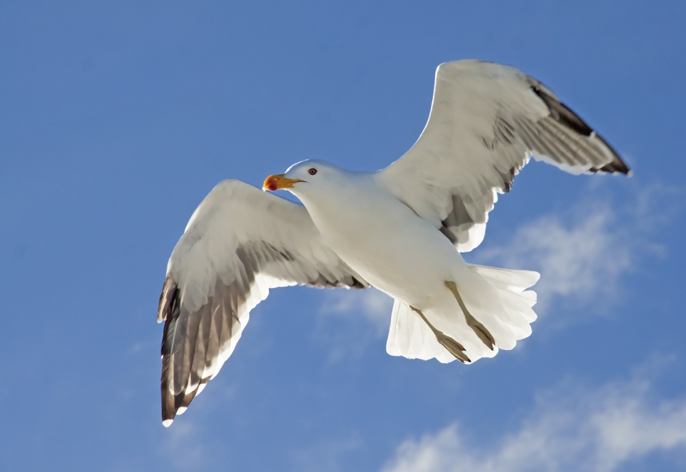 "vuelo" de Edith Polverini