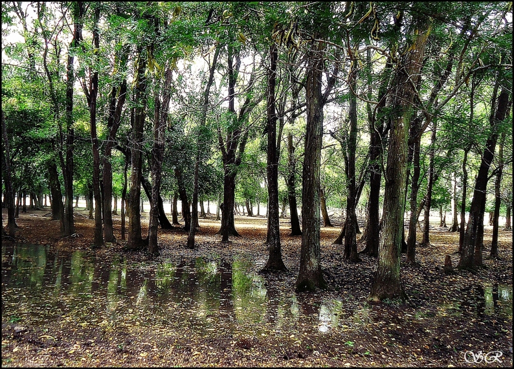 "Reflejos en el bosque" de Silvia Rodrigo