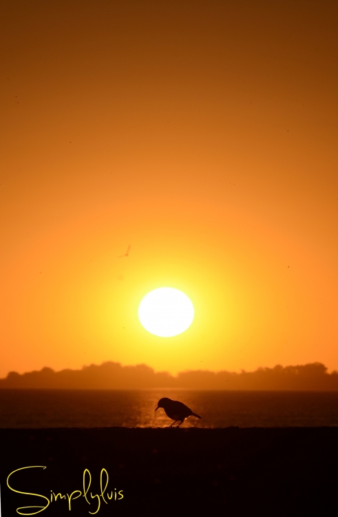 "Picoteando en el Atardecer" de Luis Espinola