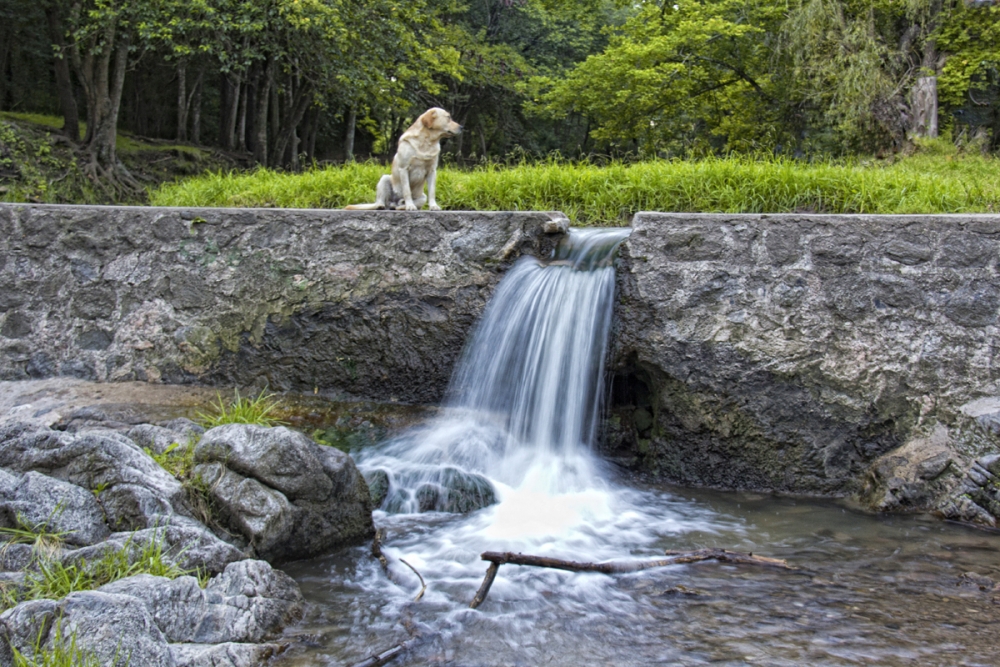 "El perro y la cascada" de Manuel Raul Pantin Rivero