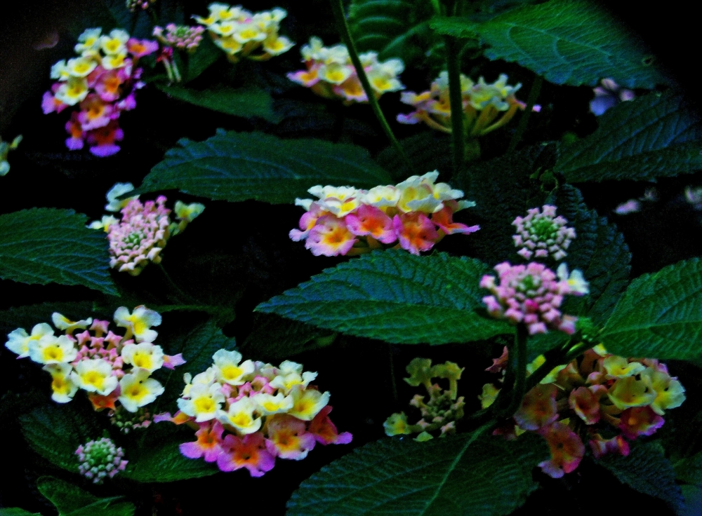 "lantana" de Beatriz Di Marzio