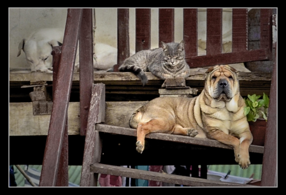 "Perro y Gato" de Luis Jones