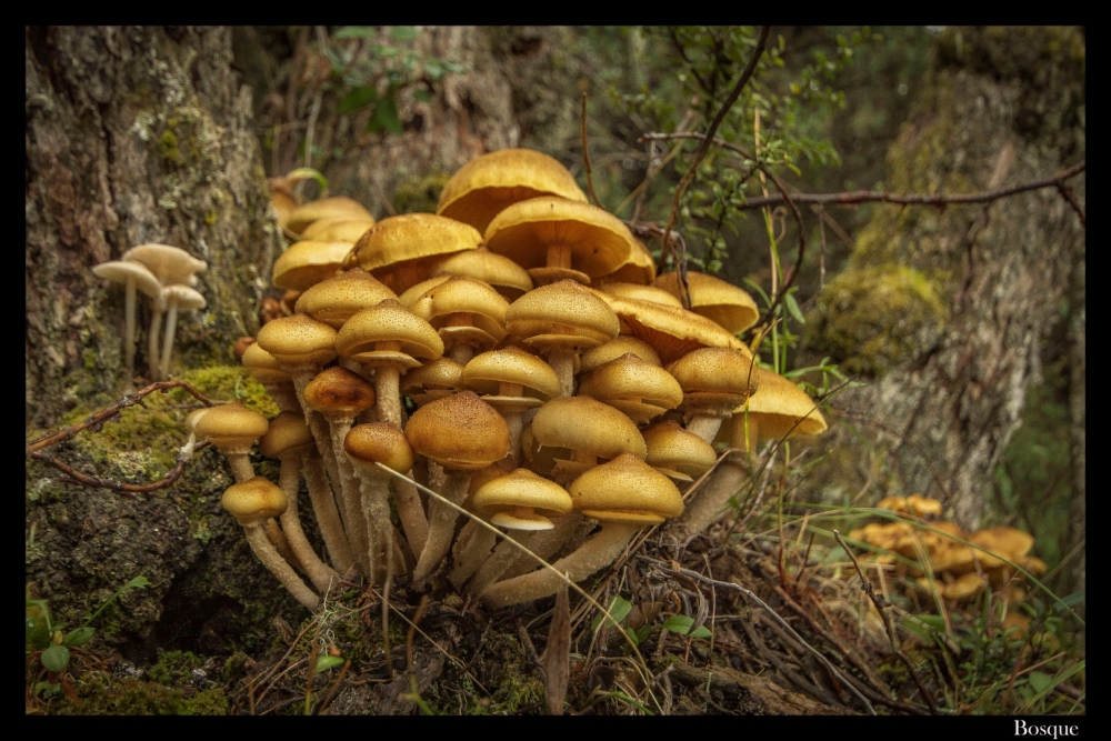 "Hongos del bosque" de Ricardo Wychlo