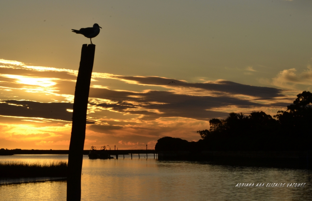 "mirando el atardecer" de Adriana Elizalde