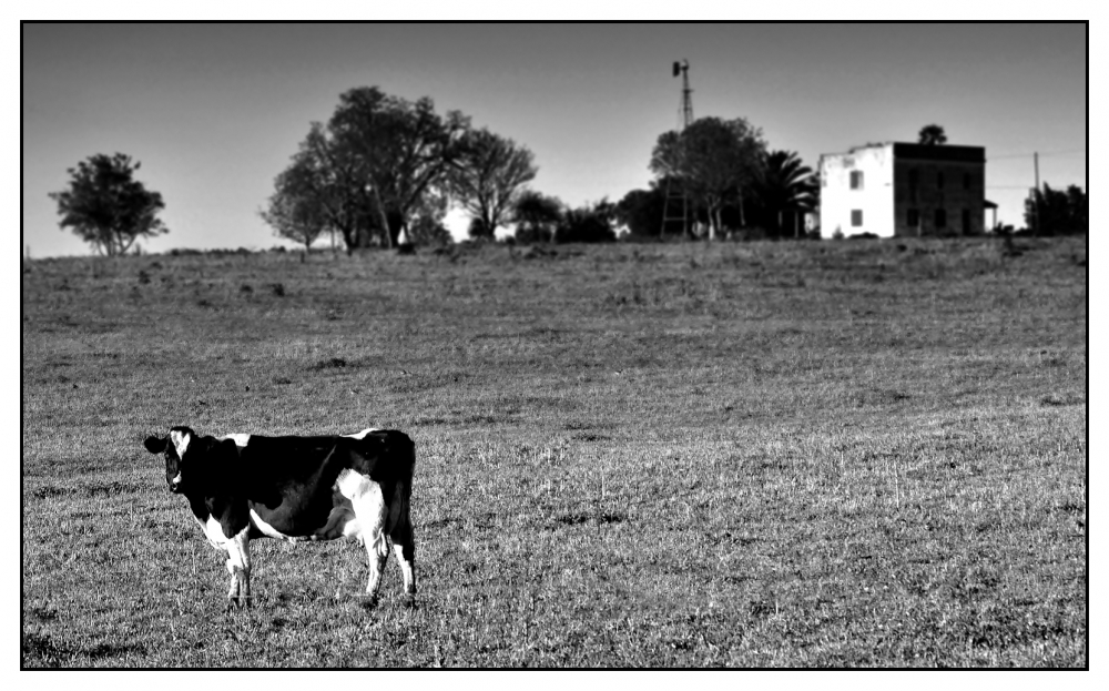 "Composicin, tema: la vaca" de Julio Strauch