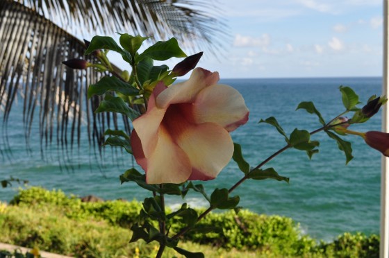 "Una muy bella flor.." de Silvia Emilia Guerra