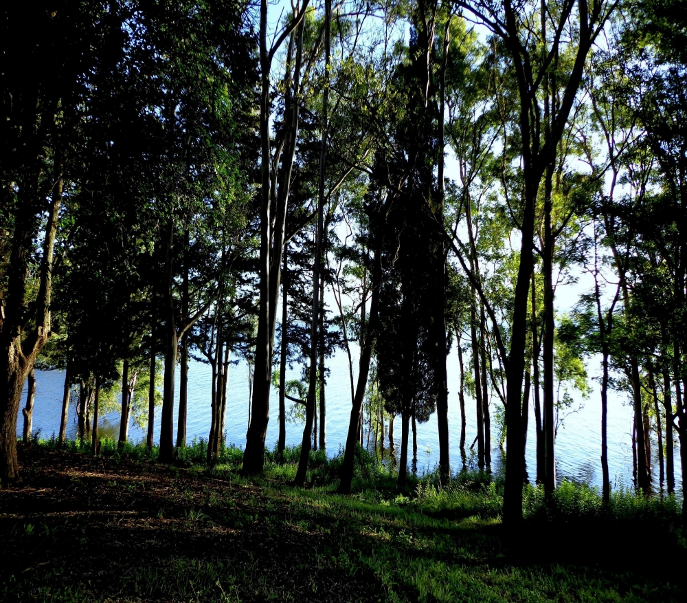 "El bosque y el Rio" de Hector Mao