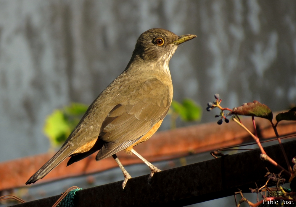 "Zorzal Criollo II." de Pablo Pose