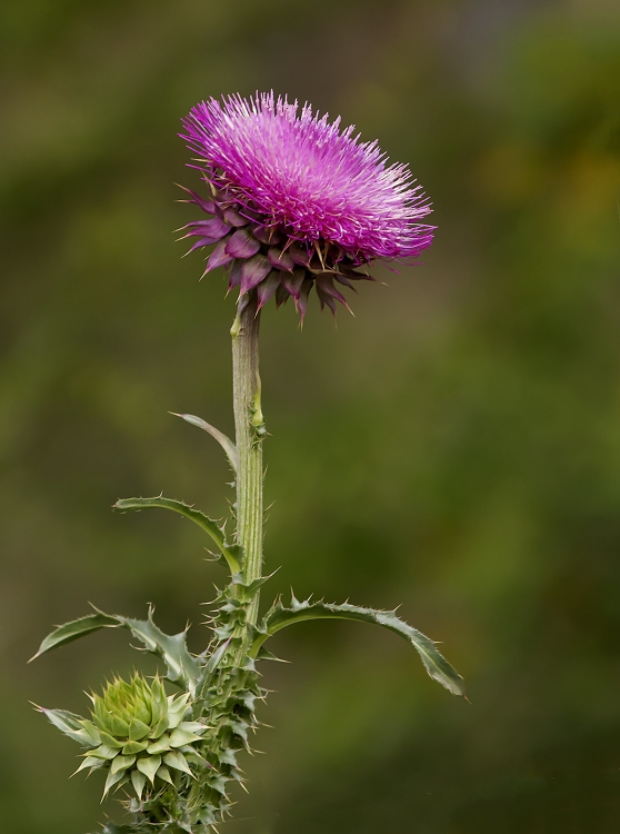 "cardo en flor" de Edith Polverini