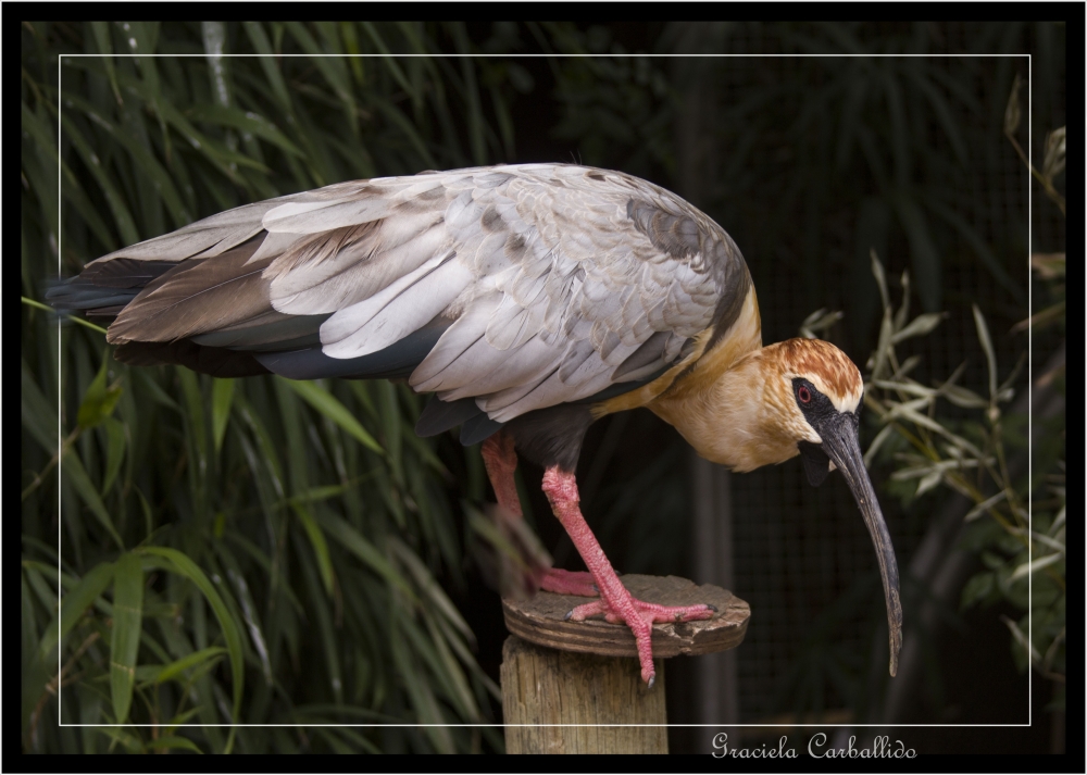 "`Bandurria posando`" de Graciela Carballido