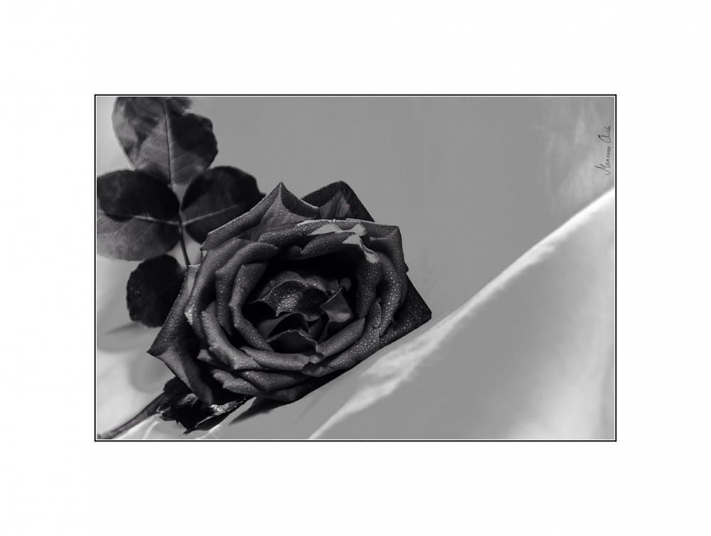 "Black Rose..." de Carmen Esteban