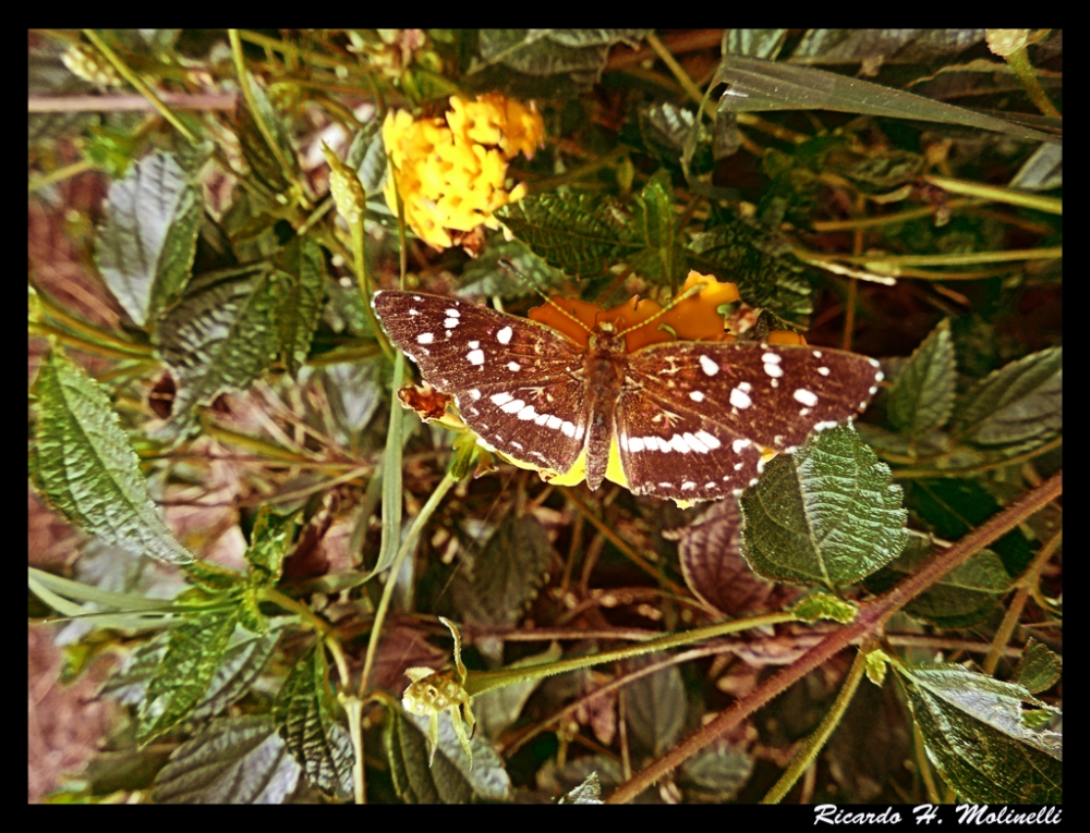 "Pequea mariposa" de Ricardo H. Molinelli