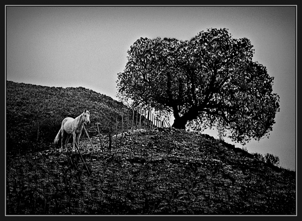 "``El caballo y el rbol`" de Anibal Roberto Uslenghi