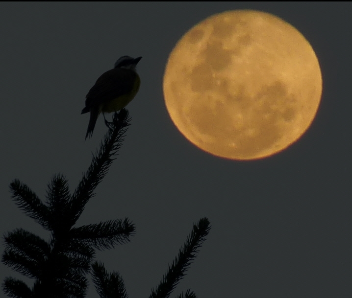 "adorando la luna" de Mariano Perrone