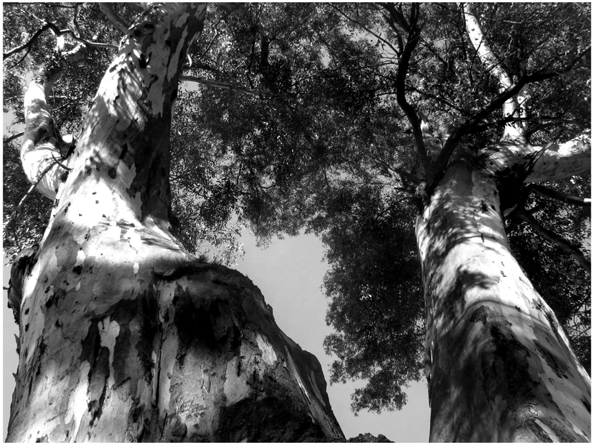 "eucaliptus" de Jorge Mariscotti (piti)