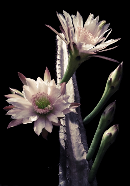 "Florecimiento nocturno del cactus" de Matias Bugallo