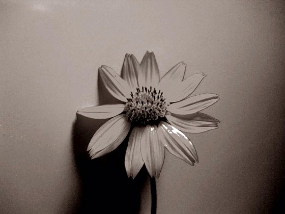 "solo una flor.." de Laura Delker
