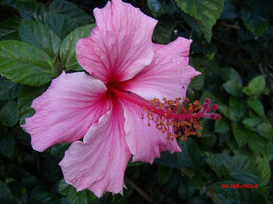 "Hibiscus" de Elisabet Monica Saint Andre ( Moni )