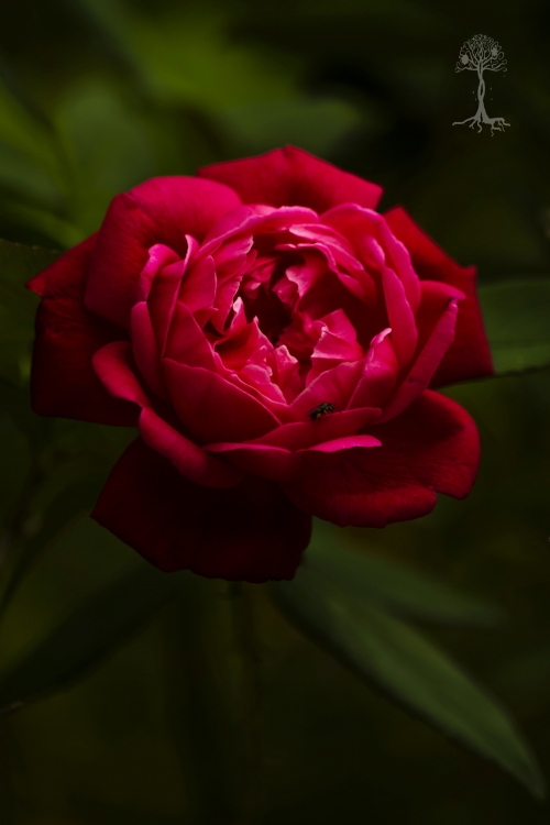 "Rosa Roja" de Molinas Laura