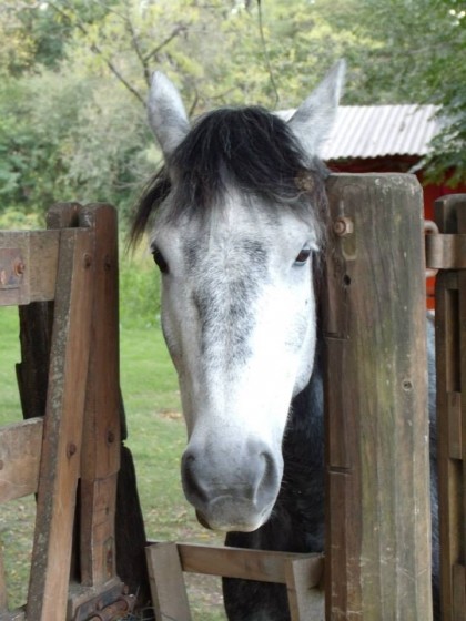 "Mirada Equina" de Elisabet Monica Saint Andre ( Moni )