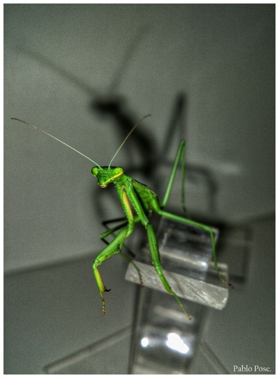 "Kung Fu estilo Mantis" de Pablo Pose