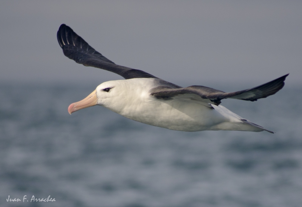 "albatro ceja negra" de Juan Francisco Arrachea