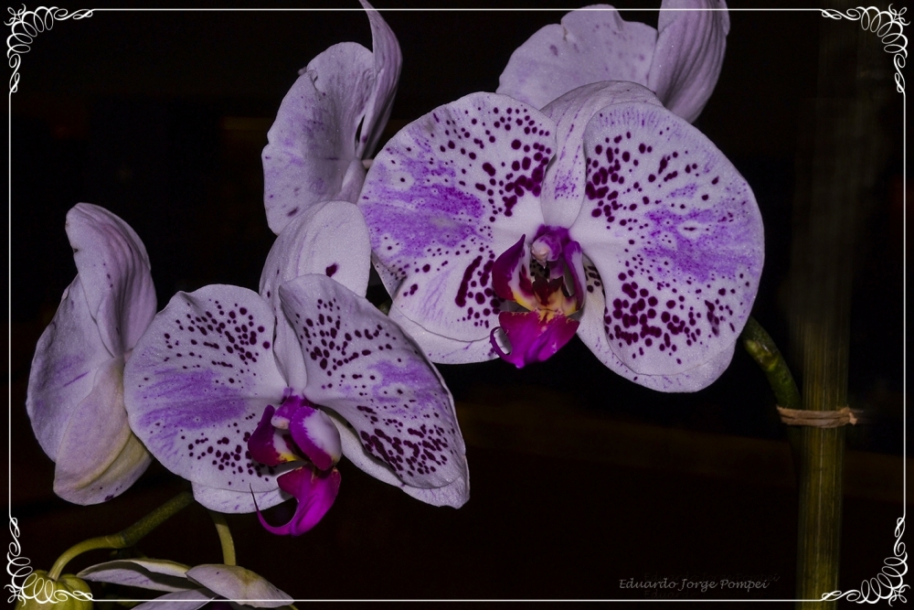 "Orquideas" de Eduardo Jorge Pompei