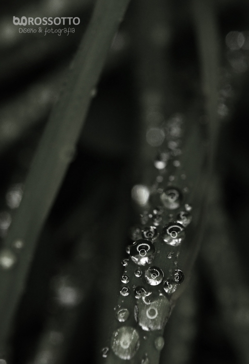 "Gotitas de lluvia" de Gabriela Rossotto