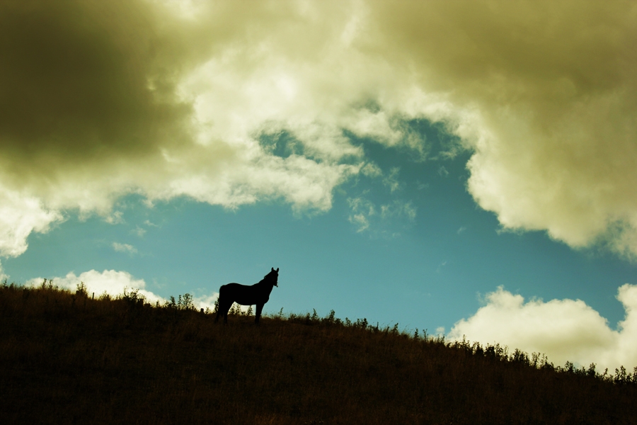 "en la colina," de Soledad Ponce