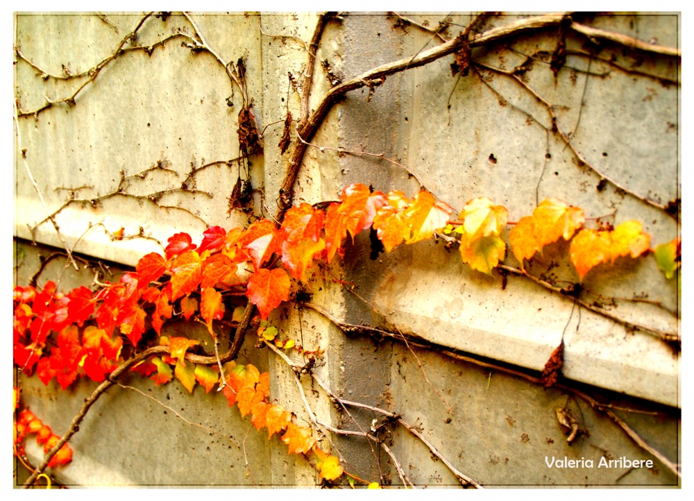 "En mi patio.." de Valeria Arribere