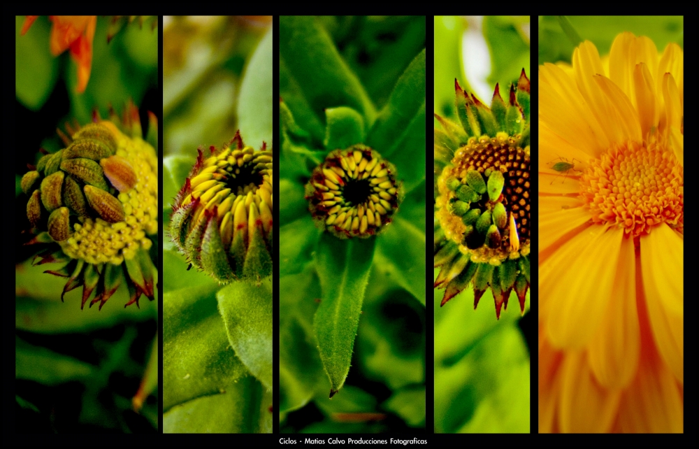 "Ciclos Naturales..." de Matias Calvo Producciones Fotograficas