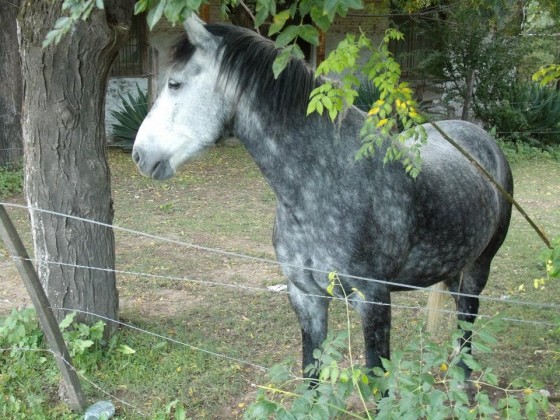 "Perfil Equino" de Elisabet Monica Saint Andre ( Moni )