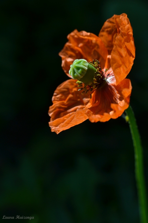 "Amapola" de Laura Noem Huizenga