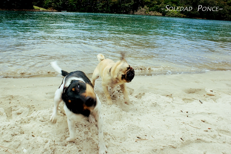 "Al Aguaaa!!!" de Soledad Ponce