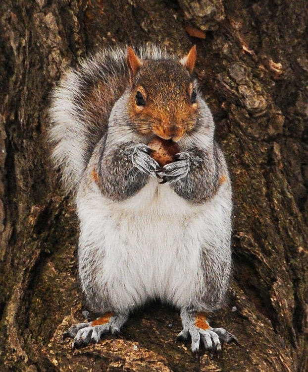 "Chip and Dale?" de Pablo Miguel Barenboim