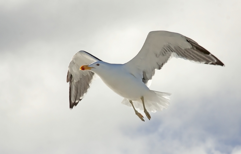 "vuelo" de Edith Polverini