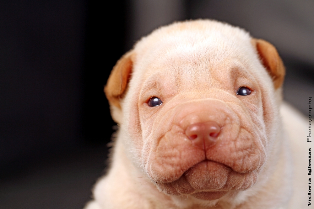 "shar peicito" de Maria Victoria Iglesias