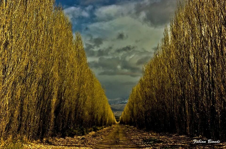 "Amarillo profundo" de Fabian Biondi