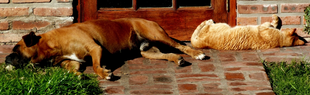 "siesta" de Mariano Perrone