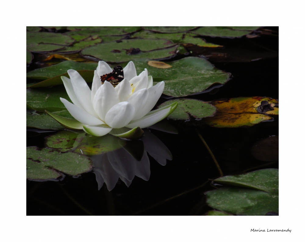 "La mariposa y la flor" de Marina Larramendy