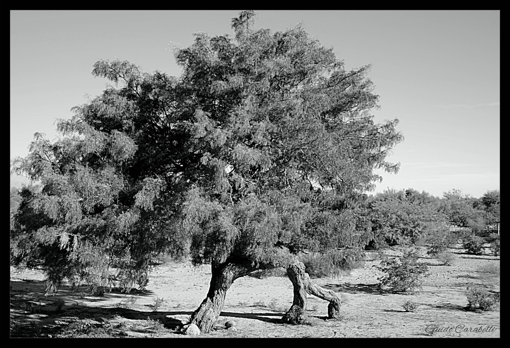 "arbol enredado" de Guido Carabelli