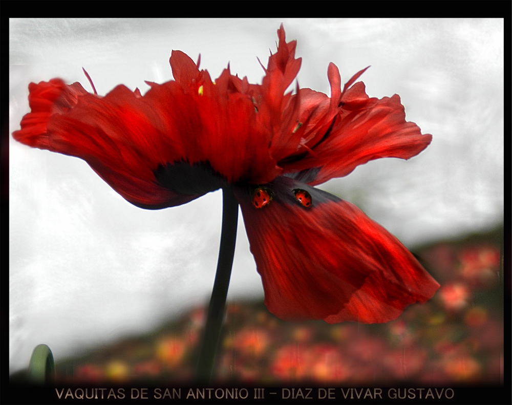 "VAQUITA DE SAN ANTONIO III - Diaz De Vivar Gustavo" de Gustavo Diaz de Vivar